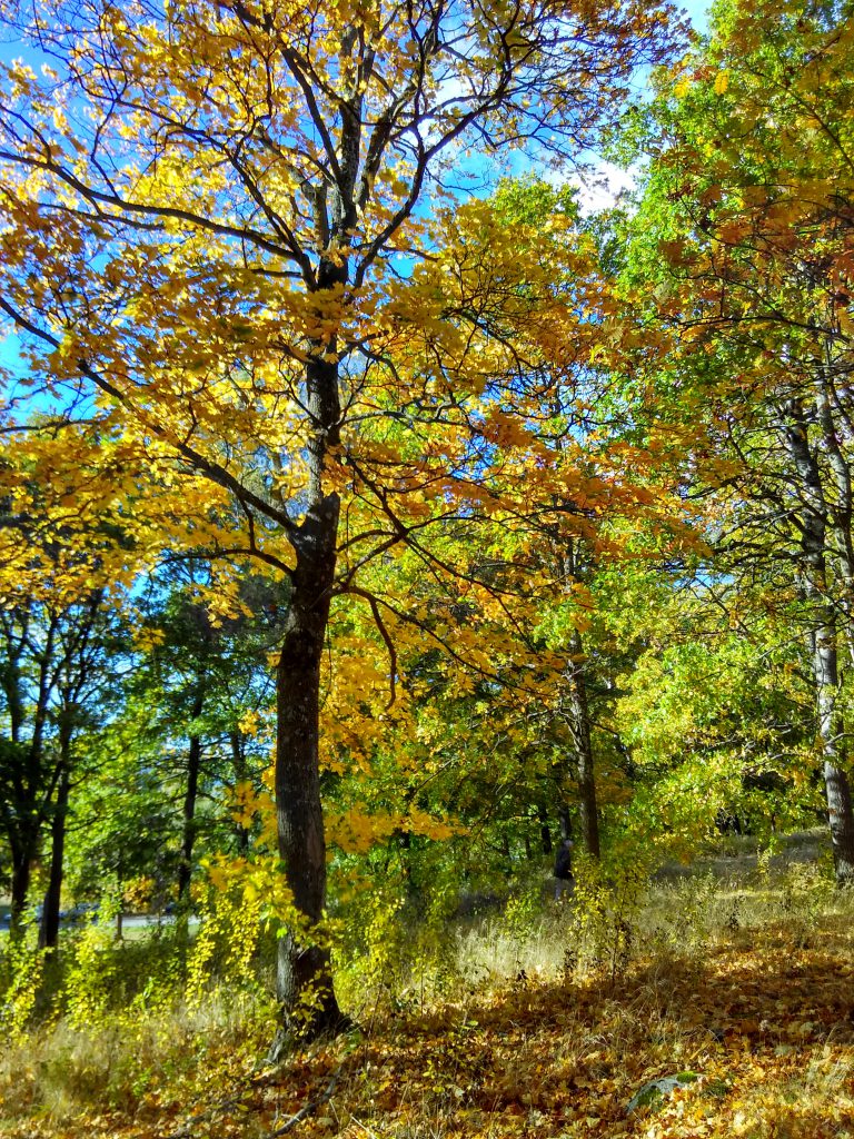 Di depan gedung M, KTH. Foto oleh Satu Cahaya Langit