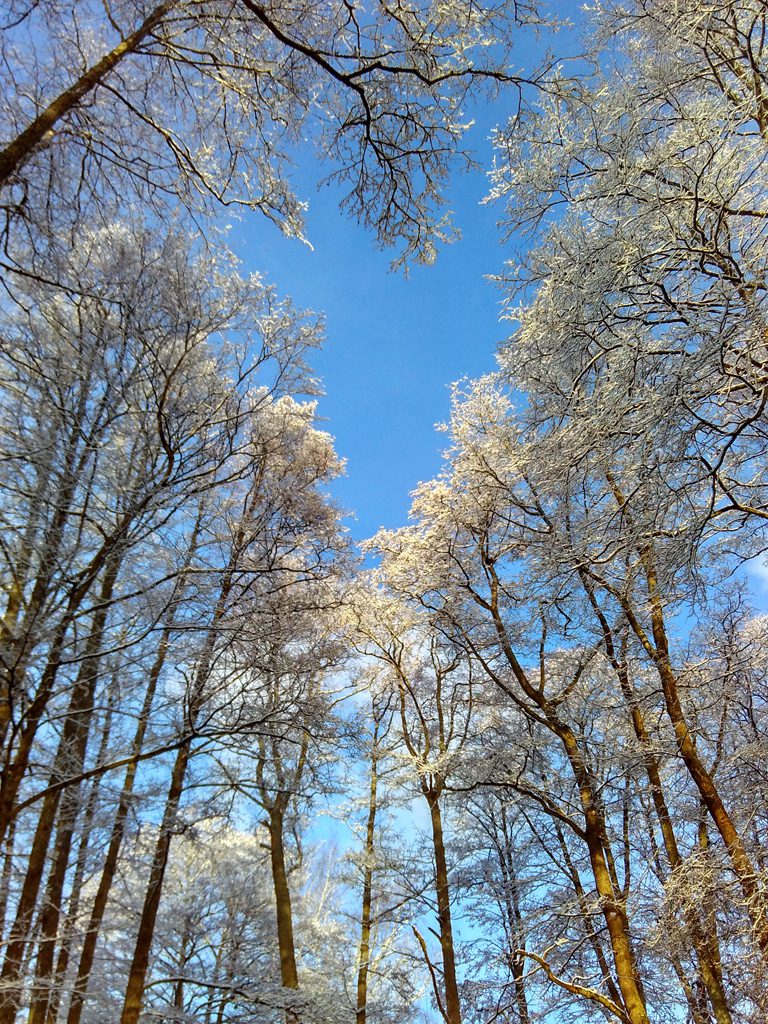 Langit biru dan pohon putih