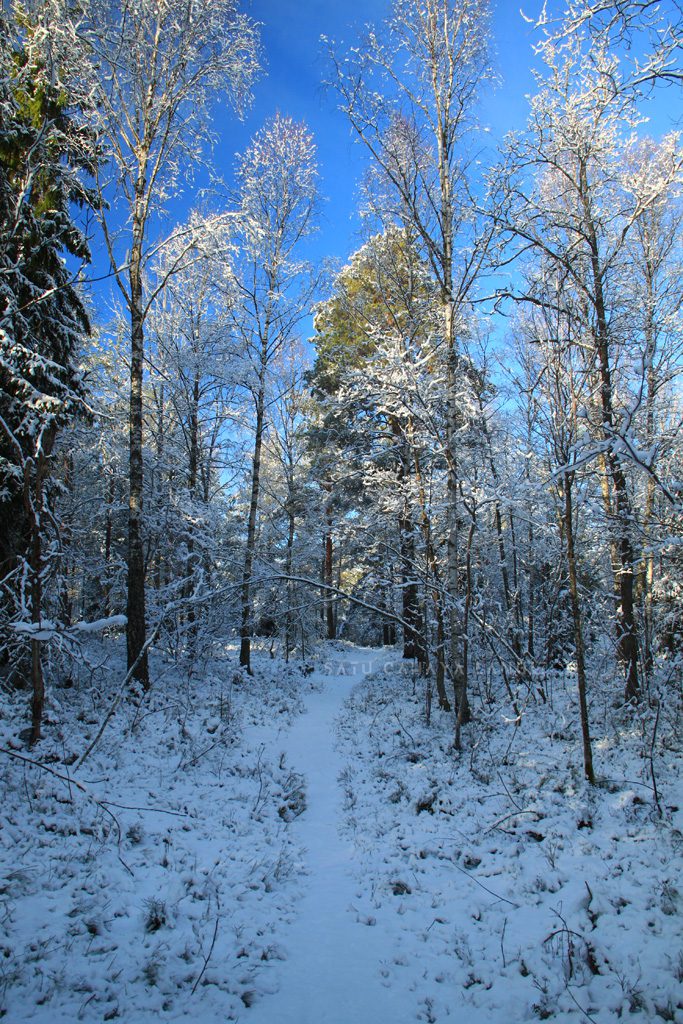 Jalan setapak di hutan