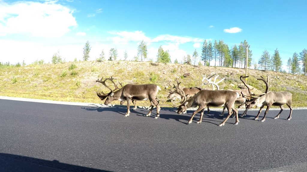 Rusa-rusa di jalanan